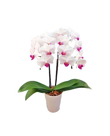 middy phalaenopsis to japan