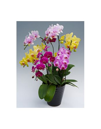 orchid midi mix plant to japan