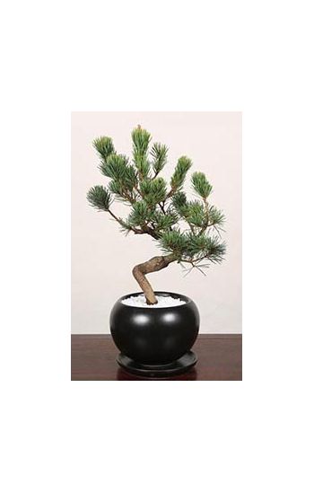 pinus parviflora bonsai to japan